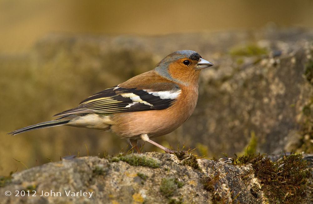 chaffinch_2000_6011.jpg