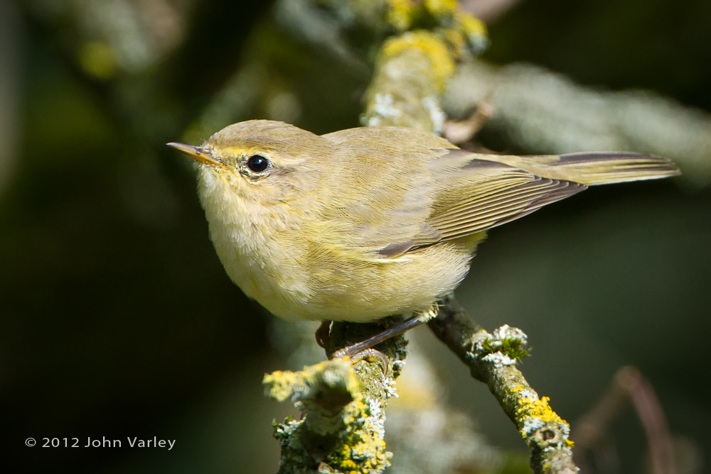 chiffchaff_1000_8205.jpg