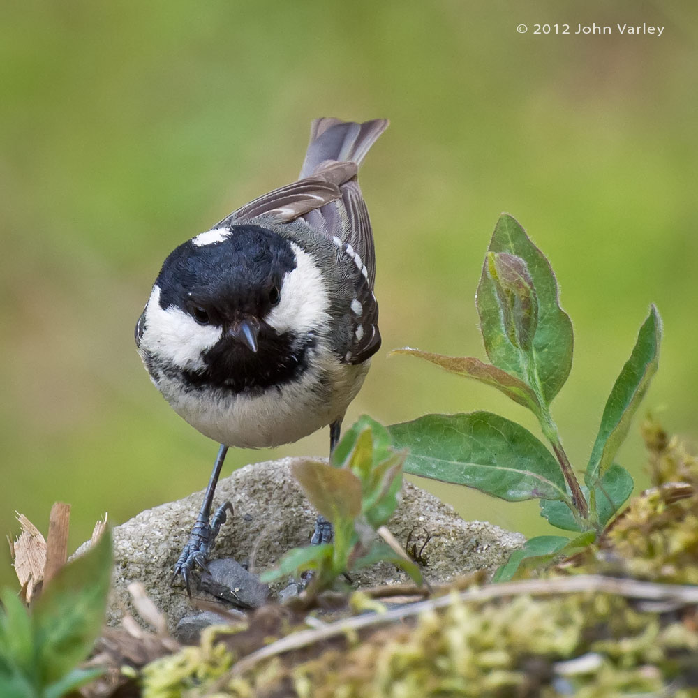 coaltit_1000_1062.jpg