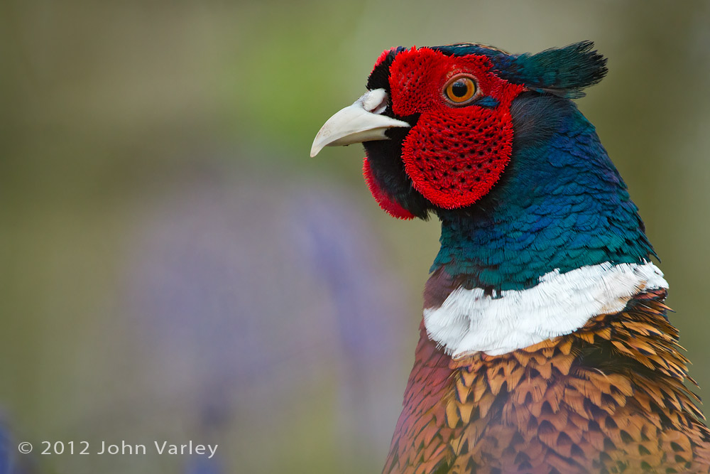 cock_pheasant_1000_6917.jpg