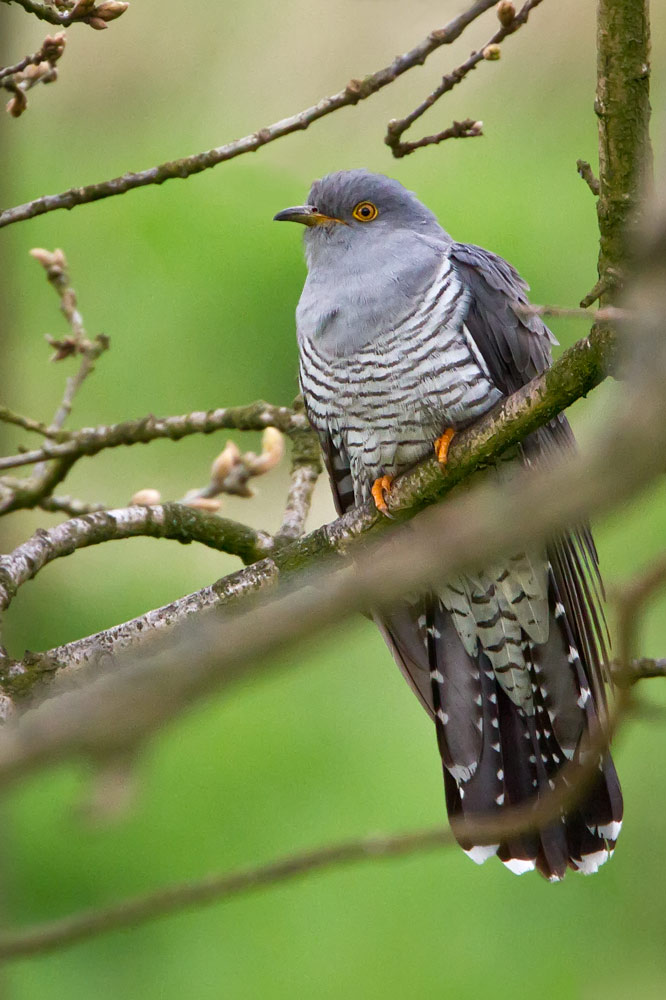 cuckoo_1000_6832.jpg