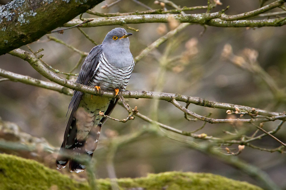 cuckoo_1000_6842.jpg