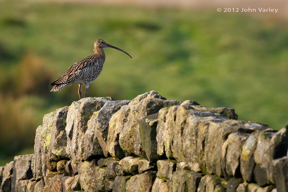 curlew_1000_7377.jpg