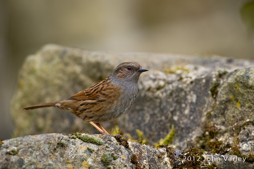 dunnock_1000_6210.jpg