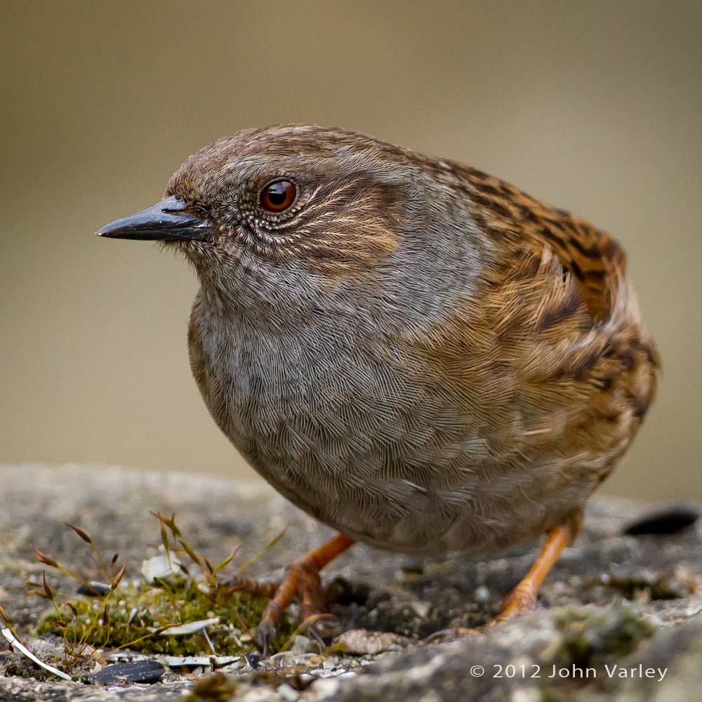 dunnock_1000_6213.jpg