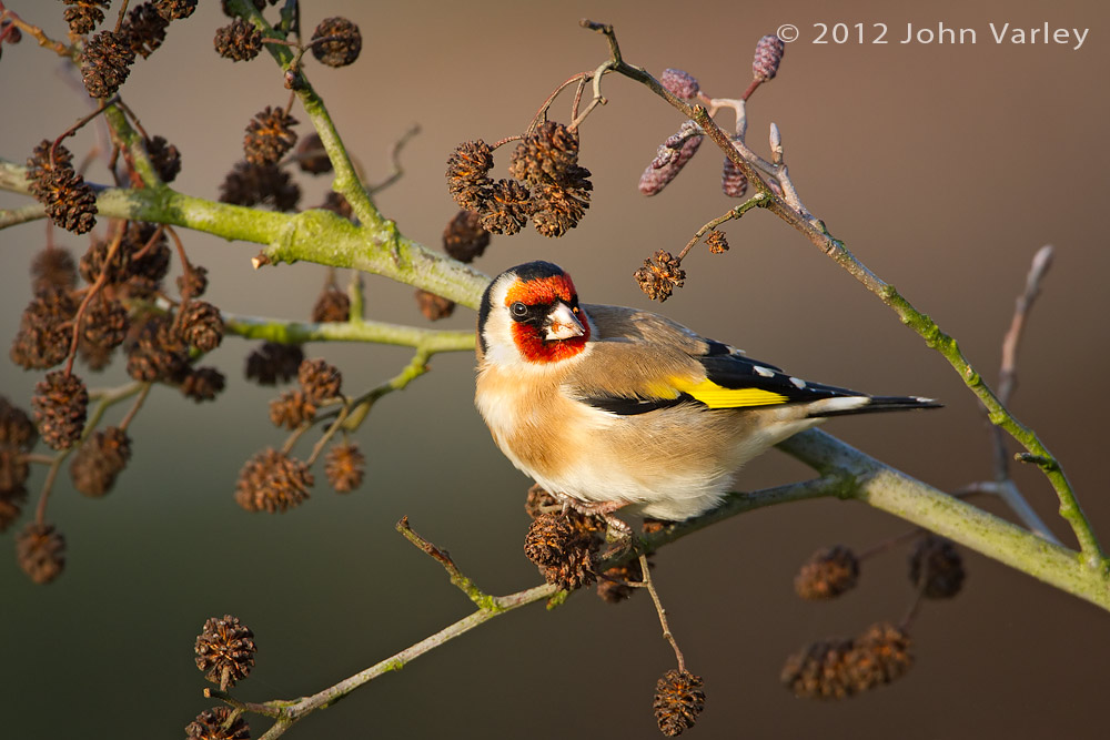 goldfinch_1000_5746.jpg