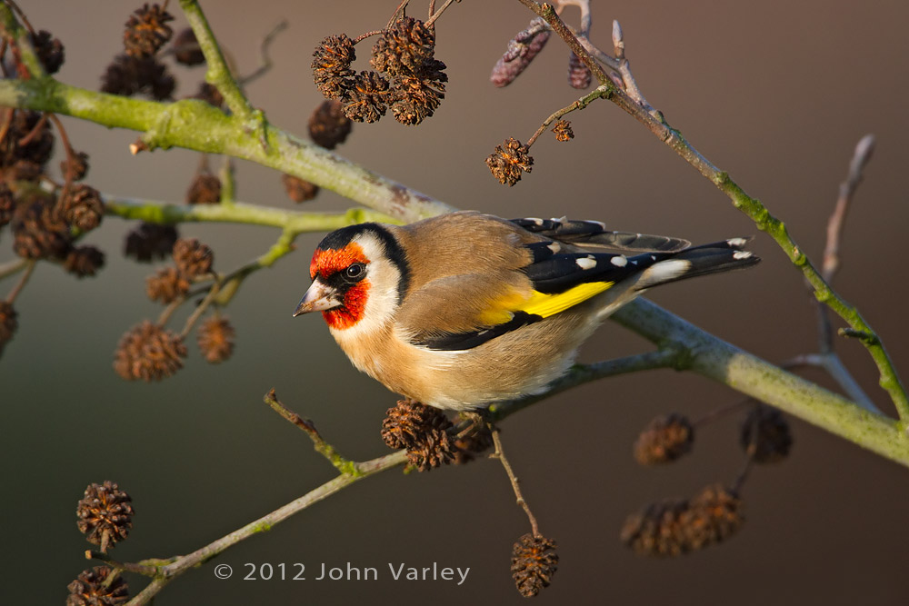 goldfinch_1000_5748.jpg