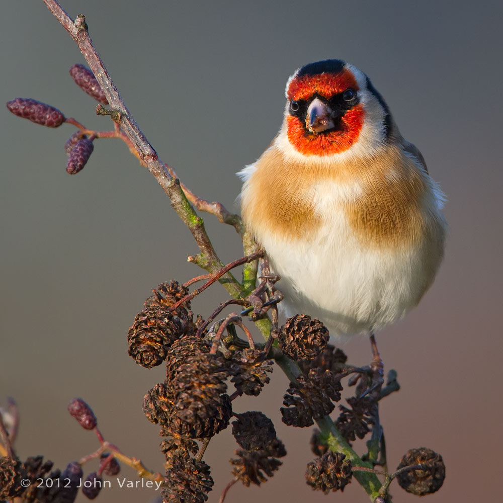 goldfinch_1000_5752.jpg