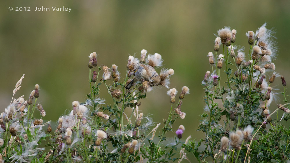 goldfinch_1000_7944.jpg