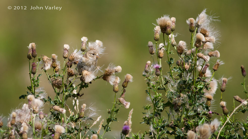goldfinch_1000_7958.jpg