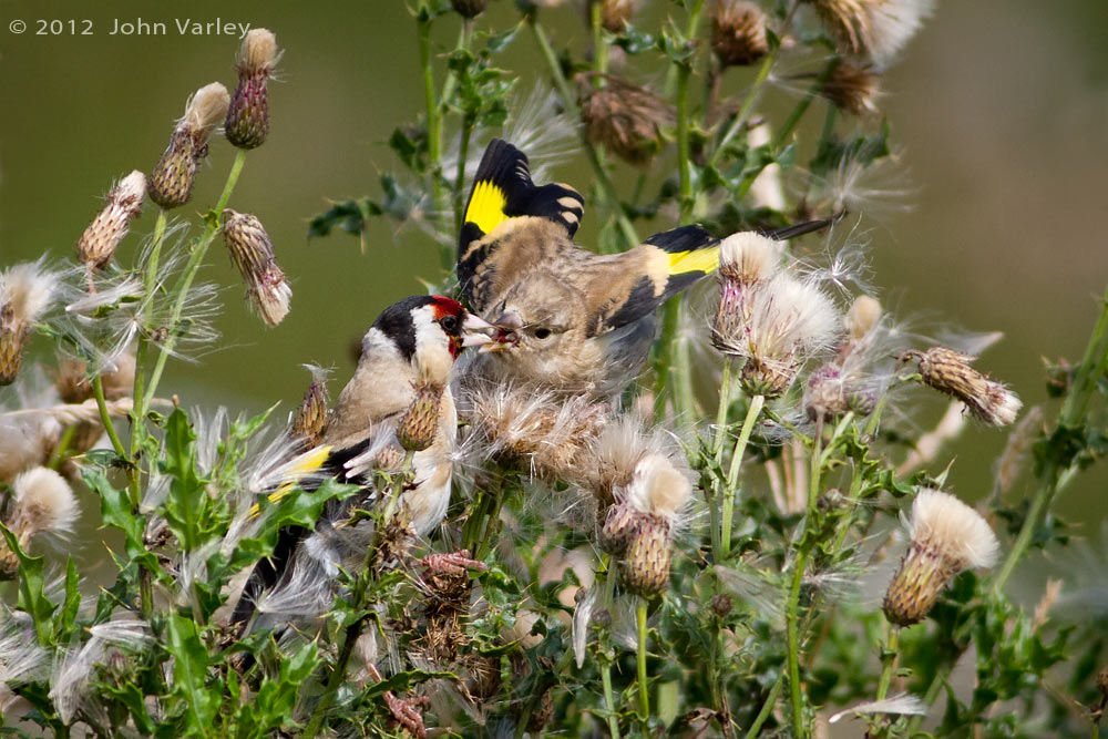 goldfinches_1000_7972.jpg