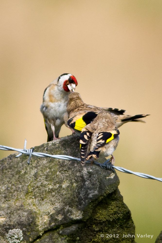 goldfinches_1000_7991.jpg