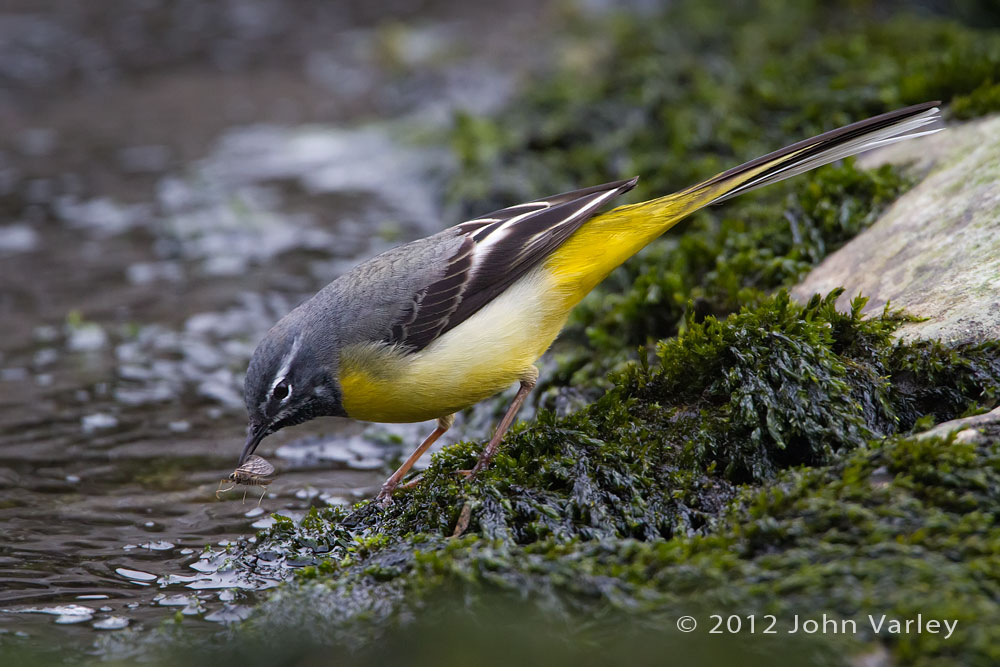 grey_wagtail_1000_6074.jpg