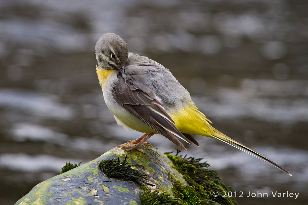 grey_wagtail_1000_6111.jpg