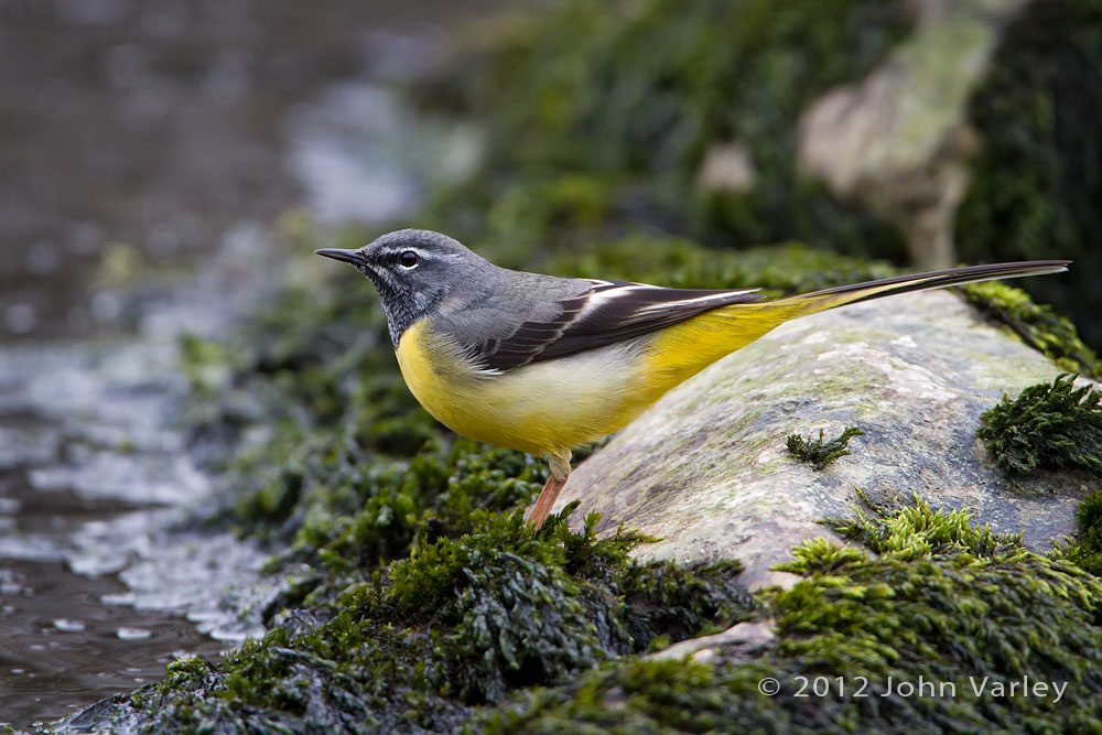 grey_wagtail_1000_6123.jpg