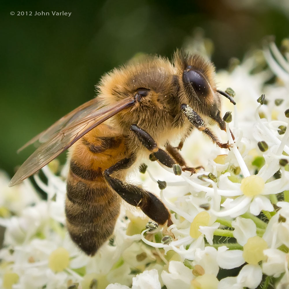 honey_bee_1000_1713.jpg