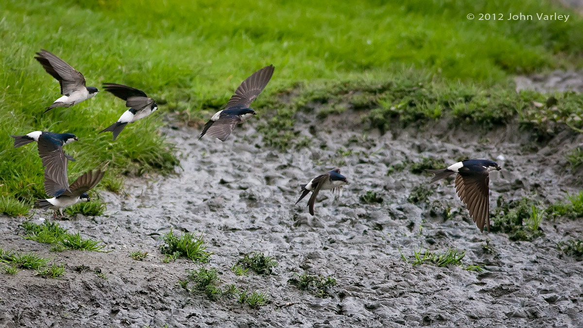 house_martins_1200_25815.jpg