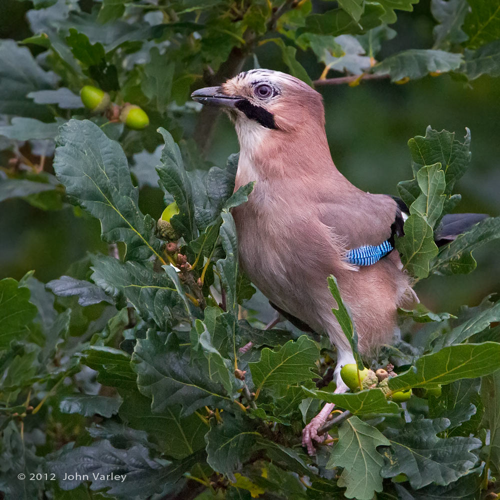 jay_1000_8440.jpg