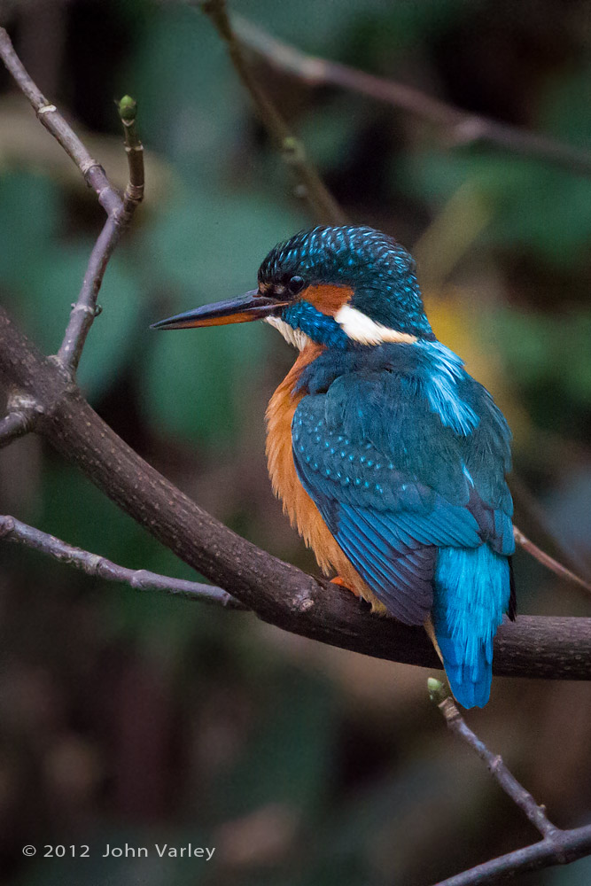kingfisher6400_1000_9258.jpg