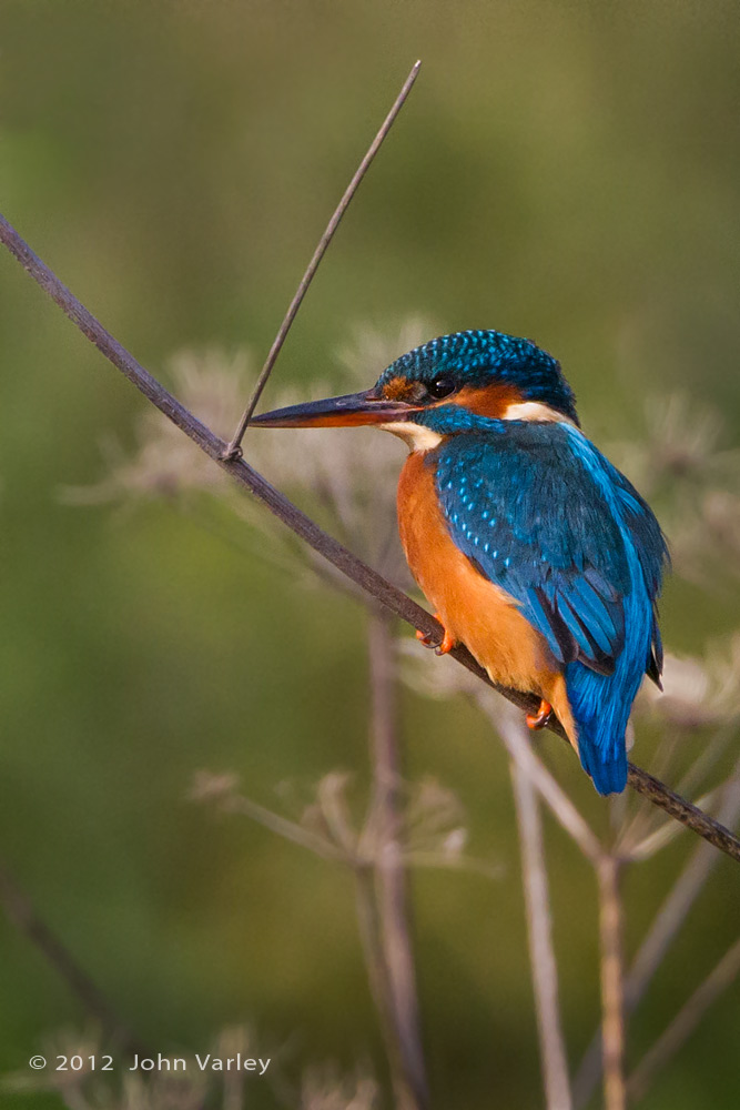 kingfisher_1000_8929.jpg