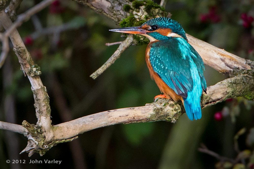 kingfisher_1000_8956.jpg