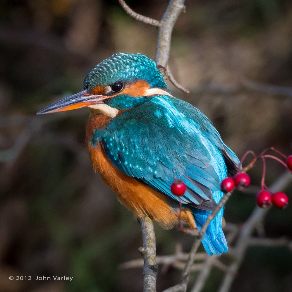 kingfisher_1000_9126.jpg