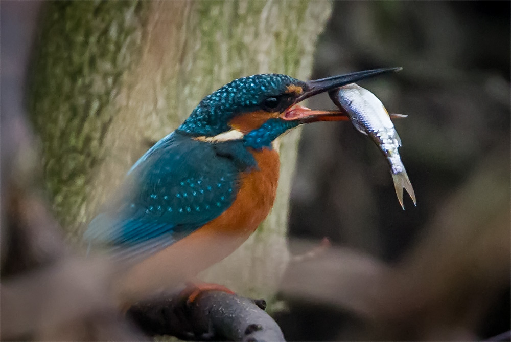 kingfisher_fish_1000_9371.jpg