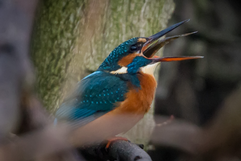 kingfisher_fish_1000_9373.jpg