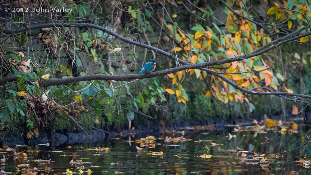 kingfisher_habitat_1000_9270.jpg