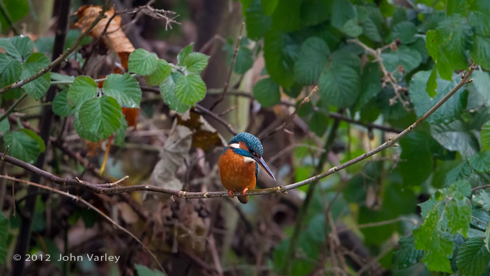 kingfisher_habitat_1000_9363.jpg