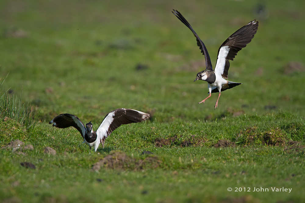 lapwing_1000_7245.jpg