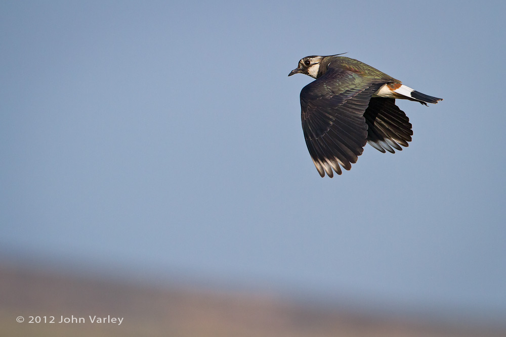 lapwing_1000_7372.jpg