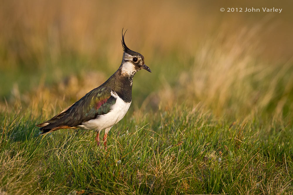 lapwing_1000_7397.jpg