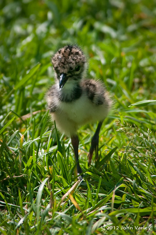 lapwing_chick_1000_25985.jpg