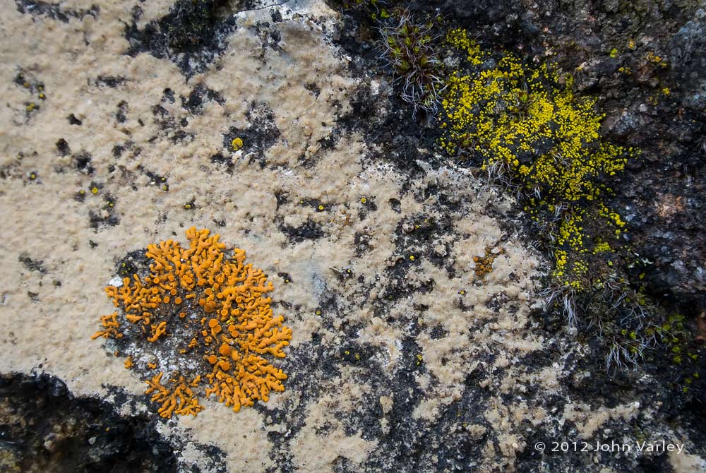 lichens_1000_1454.jpg