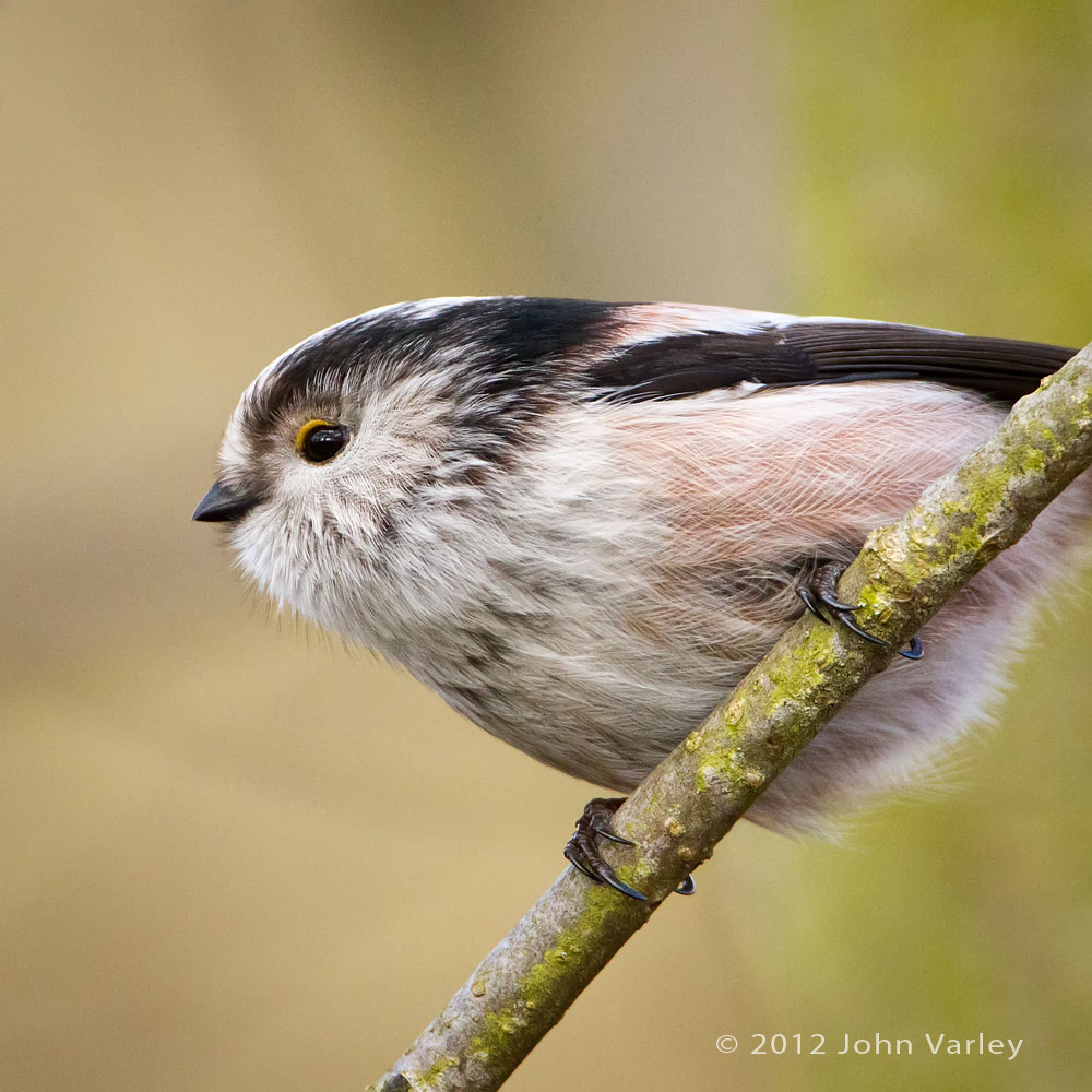 long_tailed_tit_1000_5826.jpg