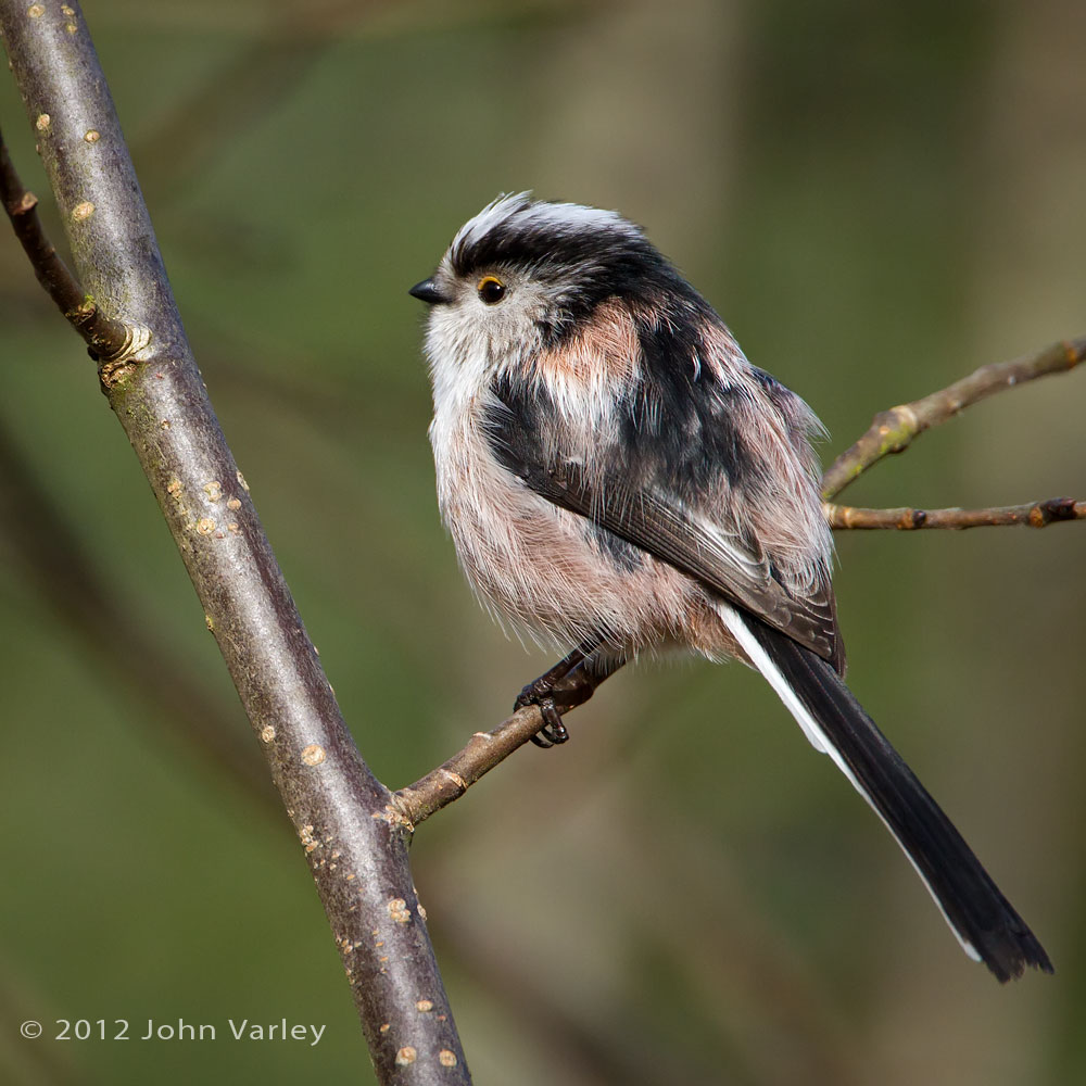 long_tailed_tit_1000_5832.jpg
