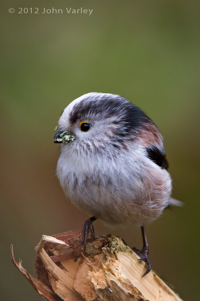 long_tailed_tit_1000_6038.jpg