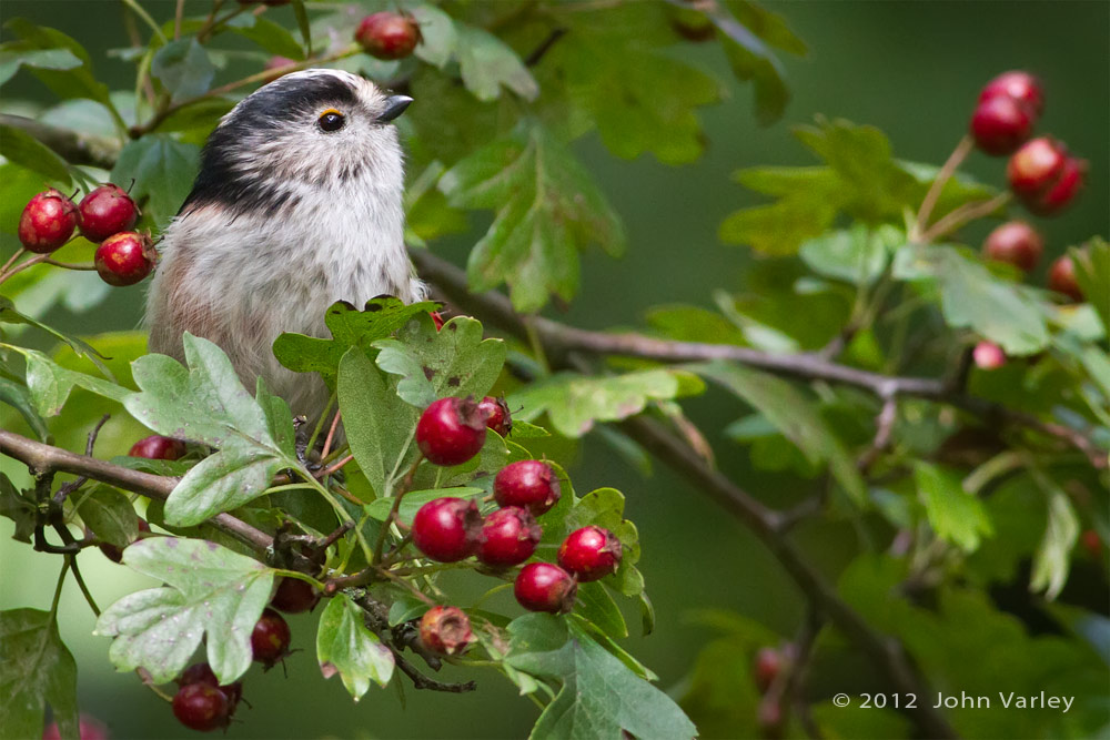 long_tailed_tit_1000_8316.jpg