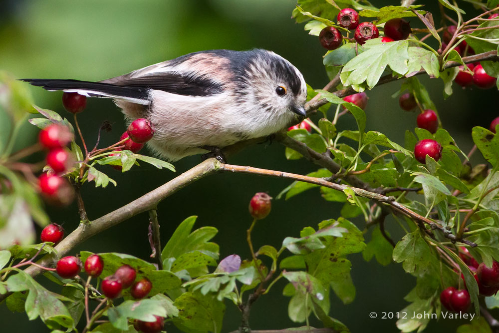 long_tailed_tit_1000_8323.jpg