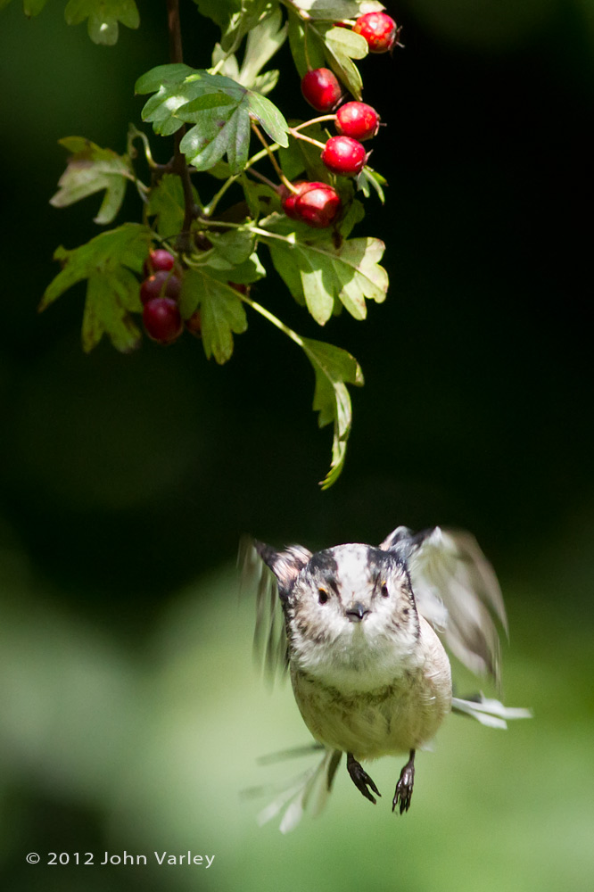long_tailed_tit_1000_8327.jpg
