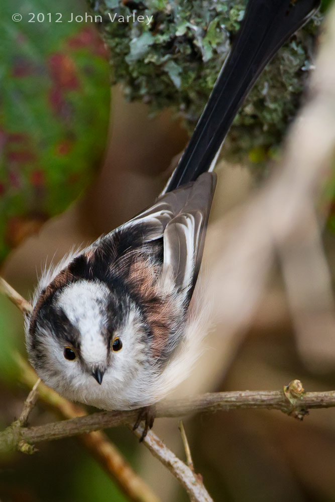 long_tailed_tit_nest_1000_5916.jpg