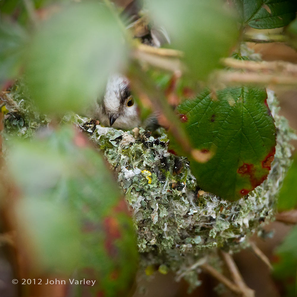 long_tailed_tit_nest_1000_5928.jpg