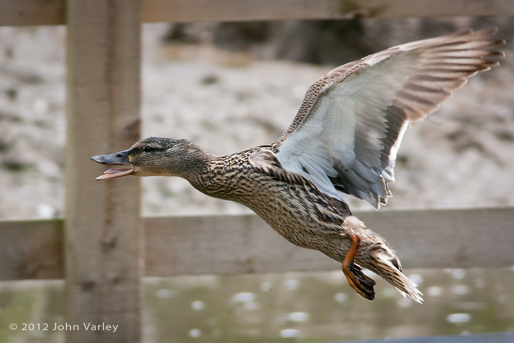 mallard_1000_25901.jpg