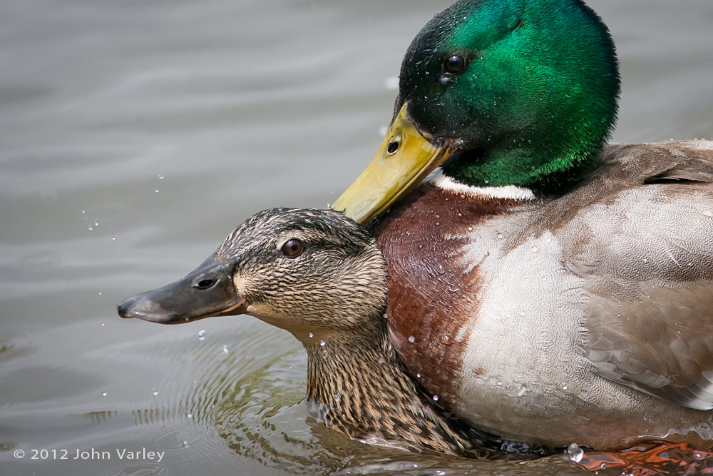 mallards_1000_25796.jpg