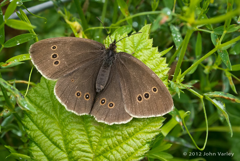 meadow_brown_1000_1676.jpg