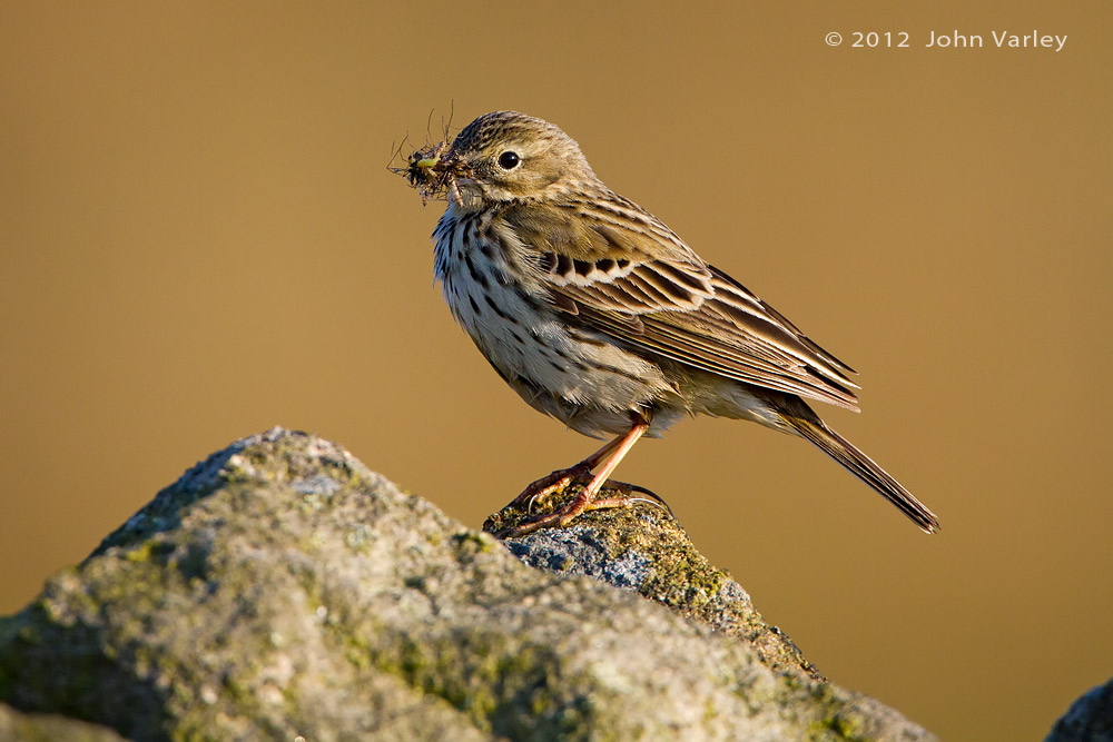meadow_pipit_1000_7094.jpg
