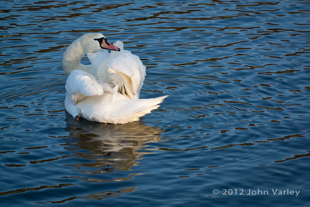 mute_swan_1000_1467.jpg