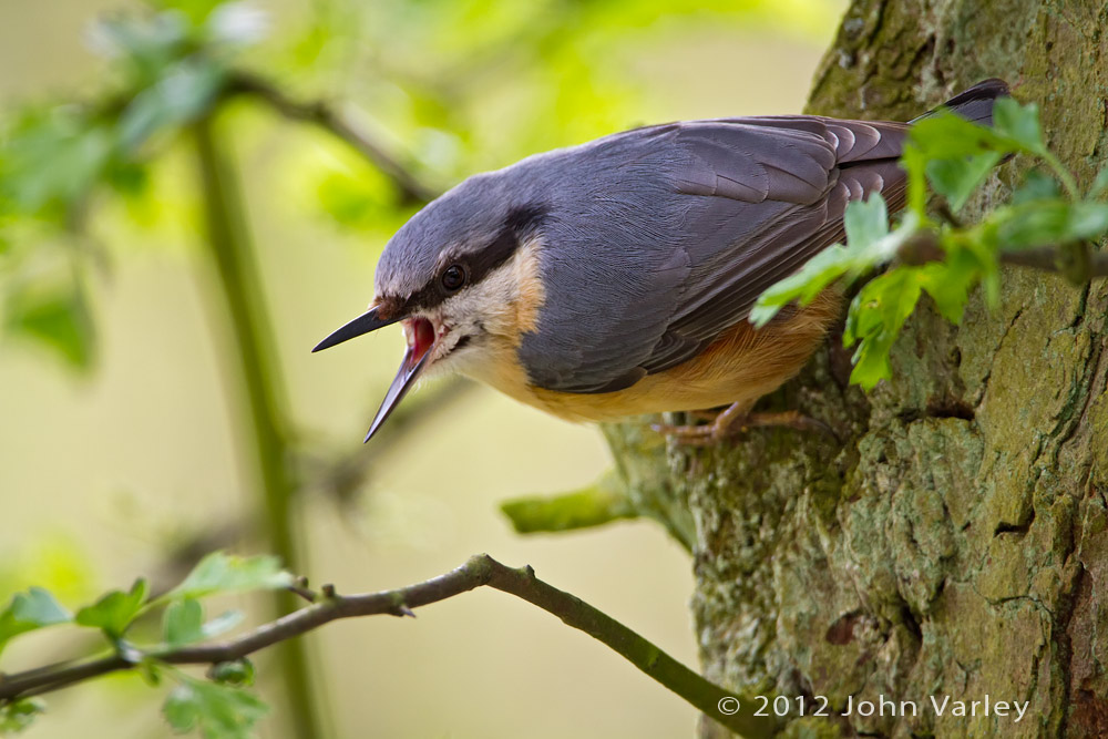 nuthatch_1000_6587.jpg