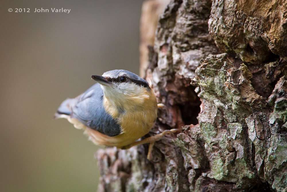 nuthatch_1000_6800.jpg